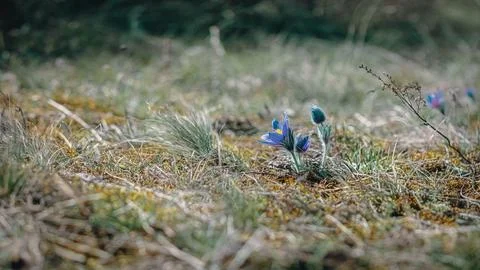 Closeup shot of pasque flower during spring season Stock Photos