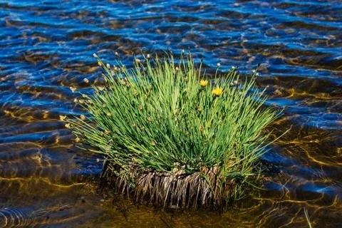 Closeup shot of a patch of grass growing in the water Fotos de archivo