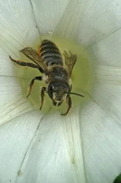 Closeup shot of a patchwork leaf-cutter bee (megachile centuncularis) collecting Fotos de archivo