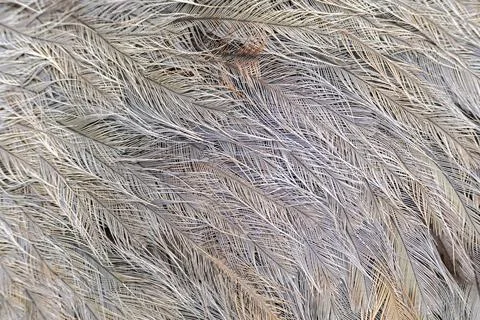 Closeup shot of Pattern of beautiful Gray bird feathers Stock Photos