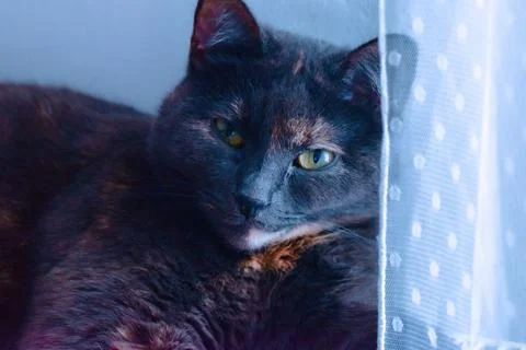 Closeup shot of a patterned black cat Foto stock