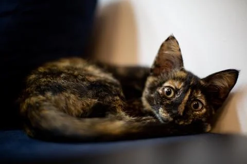 Closeup shot of a patterned cute cat 스톡 사진