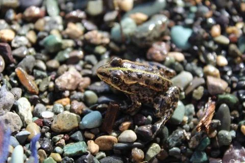 A closeup shot of a patterned frog on colorful small beautiful stones on the  写真素材