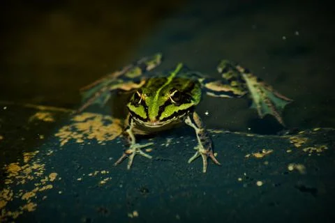 Closeup shot of a patterned frog on the textured surface 写真素材