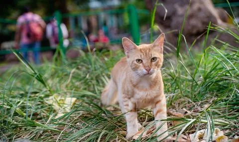 Closeup shot of a patterned red cat looking on the camera on the background of p Foto stock