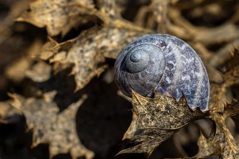 Closeup shot of a patterned snail shell on a pile of dry brown leaves Stock Photos