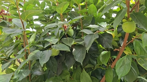 Closeup shot of persimmon fruits on a tree branch with leaves on a sunny da.. Stock Footage 316811341