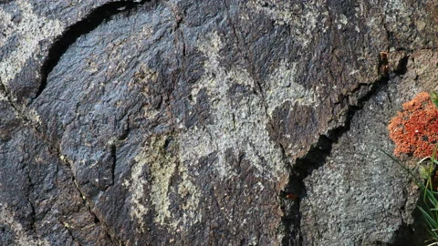 Closeup Shot of Petroglyphs Dating Back as Far as 8000 Years in Western Mongolia Stock Footage 219852342