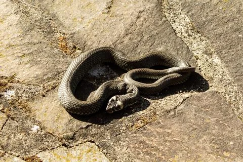Closeup shot of a Stock Photos