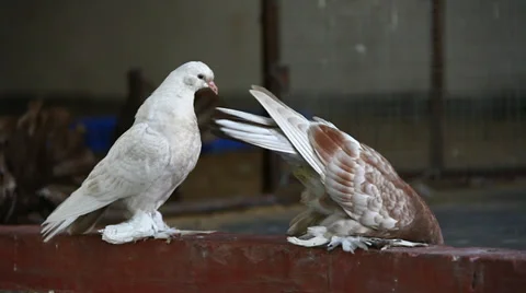 Closeup shot of pigeons Stock Footage 35276105
