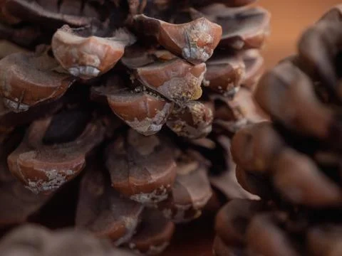 Closeup of shot a pine cone Foto stock