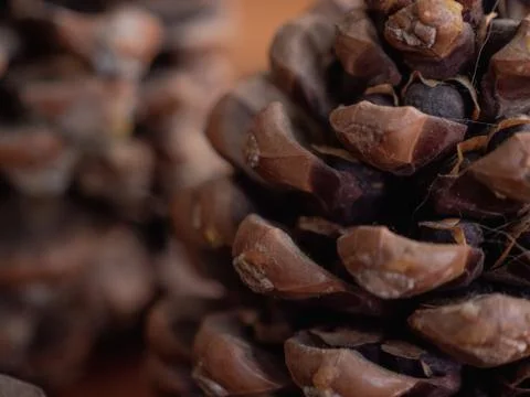 Closeup of shot a pine cone Foto stock