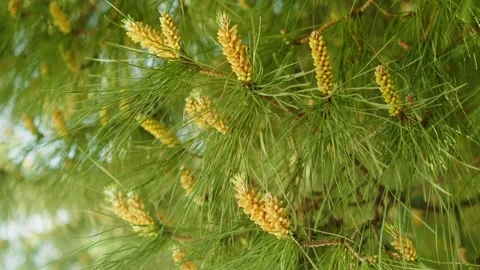 Closeup shot of the pine tree branch with blossoms cones. Stock Footage 306116539