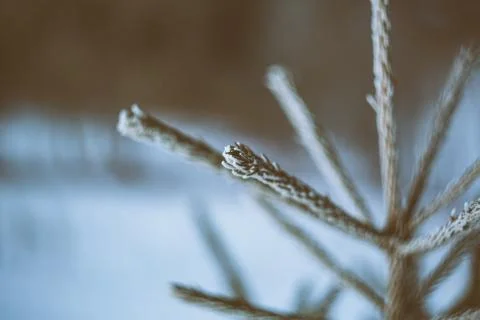 Closeup shot of a pine tree branch with a blurred background 스톡 사진