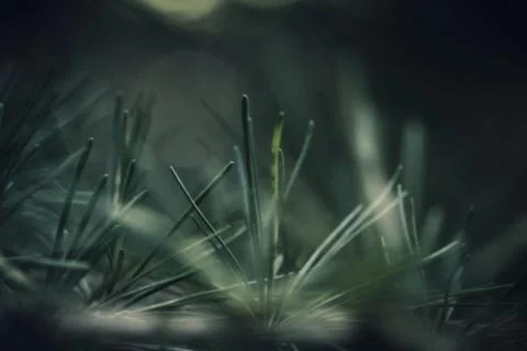 Closeup shot of pine tree needles with selective focus and blurry background. Stock Photos
