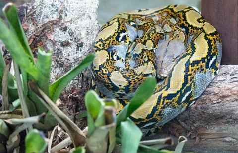 Closeup shot of a piton Foto stock