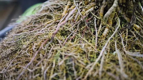 Closeup Shot Of A Plant's Roots. Soil And Root Structure. Stock Footage 148483373