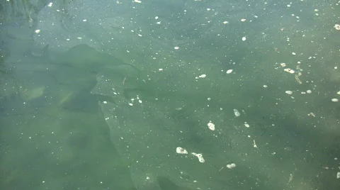 Closeup shot of pollution floating on pond's surface (High Definition) Stock Footage 364859