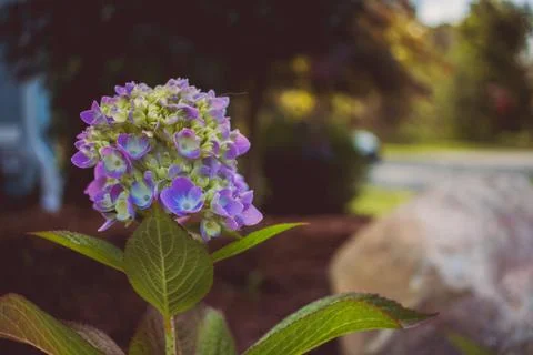 Closeup shot of purple hydrangea type flower with blurred natural background Stock Photos