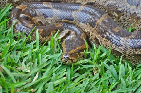 Closeup shot of a python in the grass 写真素材