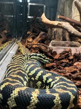 Closeup shot of a python snake at the Genova Aquariums in Italy Stock Photos