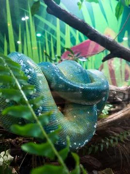 Closeup shot of a python snake at the Genova Aquariums in Italy 写真素材