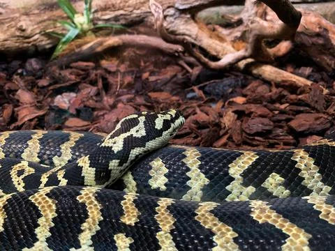 Closeup shot of a python snake at the Genova Aquariums in Italy 写真素材