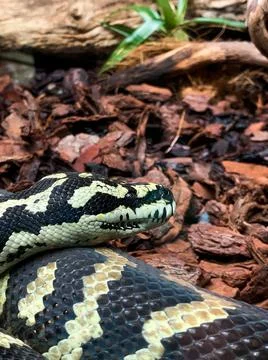 Closeup shot of a python snake at the Genova Aquariums in Italy 스톡 사진