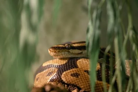 Closeup shot of python snake Stock Photos
