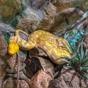 Closeup shot of a python in the Zoo of Guangzhou Foto stock