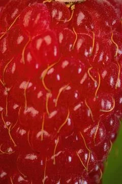 Closeup shot of raspberry texture 스톡 사진