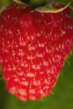 Closeup shot of raspberry texture Foto stock