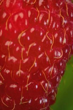 Closeup shot of raspberry texture Stock Photos