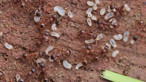 A closeup shot of red ants with larvae 库存影片 221236217