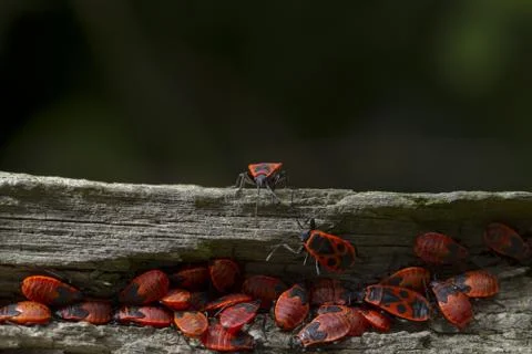 Closeup shot of red bugs on a tree Foto stock