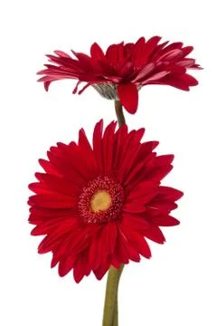 Closeup shot of red gerbera. Isolated on white background. Stock Photos
