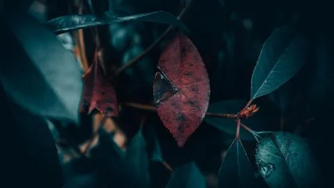 Closeup shot of red leaf surrounded by green leaves with a blurred background 写真素材