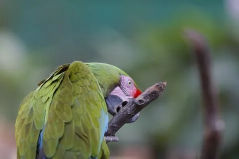 Closeup shot of a red-lored amazon parrot with a stick on a blurred backgroun Foto stock