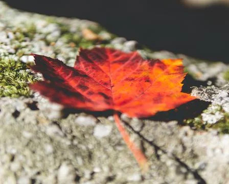 Closeup shot of a red Maple leaf on rough rocky surface on a sunny day Stock Photos