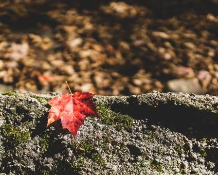 Closeup shot of a red Maple leaf on rough rocky surface on a sunny day 스톡 사진