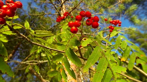 Closeup shot of red rowan berries swaying in the wind on a sunny autumn day Stock Footage 45984489