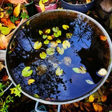 A closeup shot of reflective water in an old metal water tub with autumn fall Stock Photos