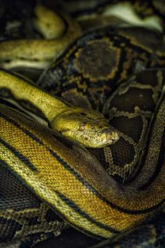 Closeup shot of a Reticulated python snake head and skin pattern Photos