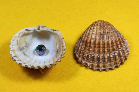 Closeup shot of ribbed shells and cockle on a yellow background 库存照片