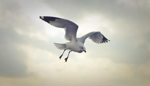 Closeup Shot Of A Ring-billed Gull Flying at Daytime Stock Photos