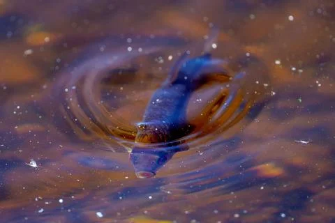 Closeup shot of a roach rising to the surface of water for food Stock Photos