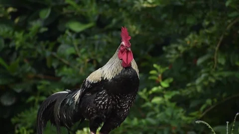 Closeup shot of a rooster in a forest during the day Stock Footage 170824920