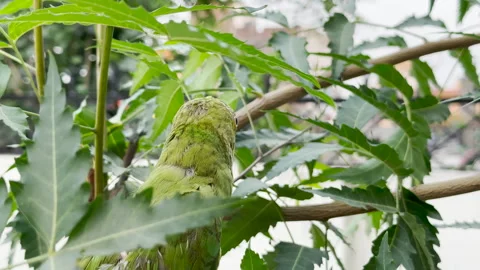 Closeup shot of Rose-ringed parakeet, also known as Ringneck Parrot, on a 스톡 동영상 244705879