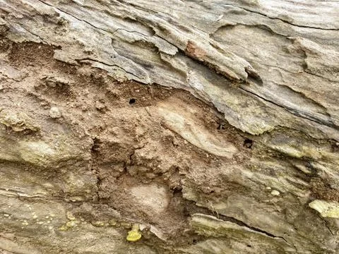 Closeup shot of a rotten tree texture in spring season of North India Stock Photos