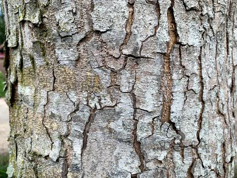 Closeup shot of a rough trunk with patterns in detail, perfect for backgrounds Foto stock